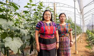 Dos jóvenes agricultoras en un invernadero de producción de verduras en Guatemala.