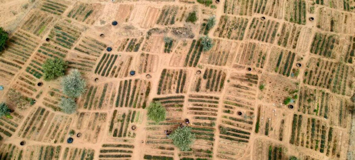 Вид с воздуха на поддерживаемые ВПП сады в нигерском регионе Тиллабери, которые являются частью более широкой инициативы по повышению устойчивости Сахеля.
