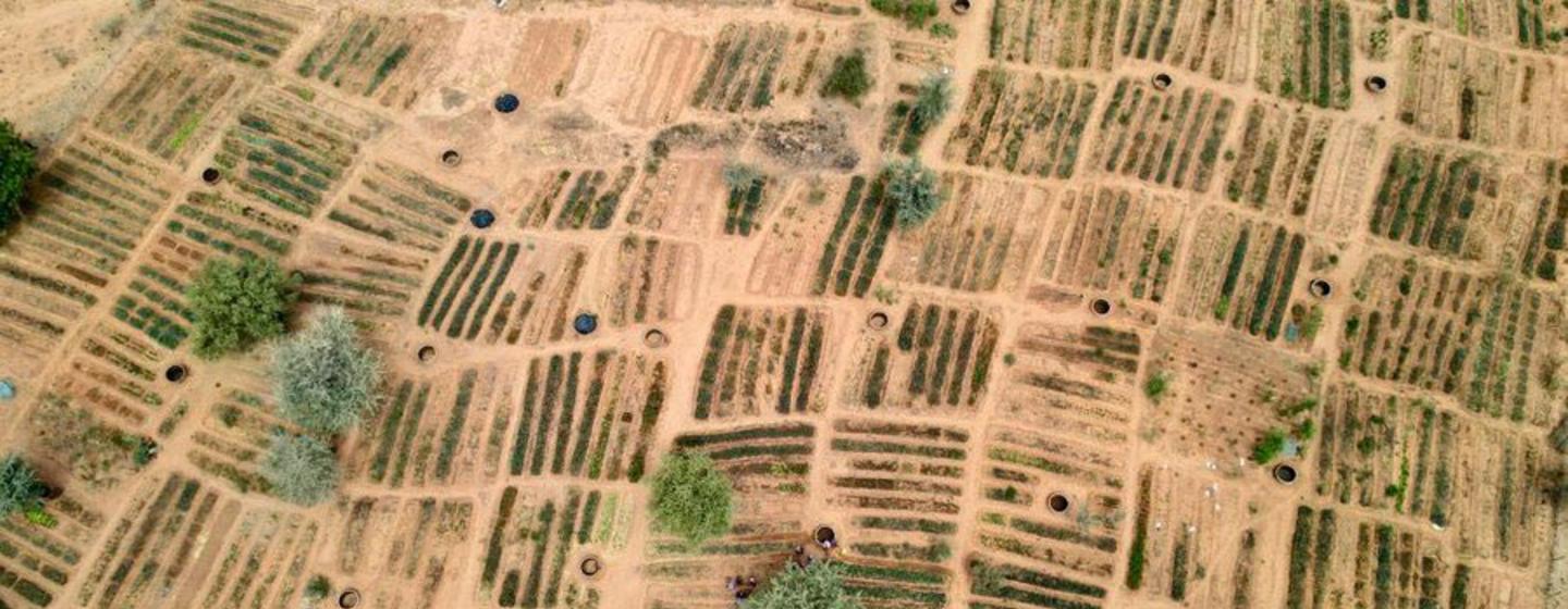 An aerial view of WFP-supported community gardens in Niger's Tillaberi region, which are part of a broader, multi-partner Sahel resilience initiative.