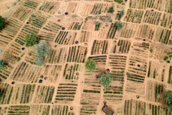 Вид с воздуха на поддерживаемые ВПП сады в нигерском регионе Тиллабери, которые являются частью более широкой инициативы по повышению устойчивости Сахеля.