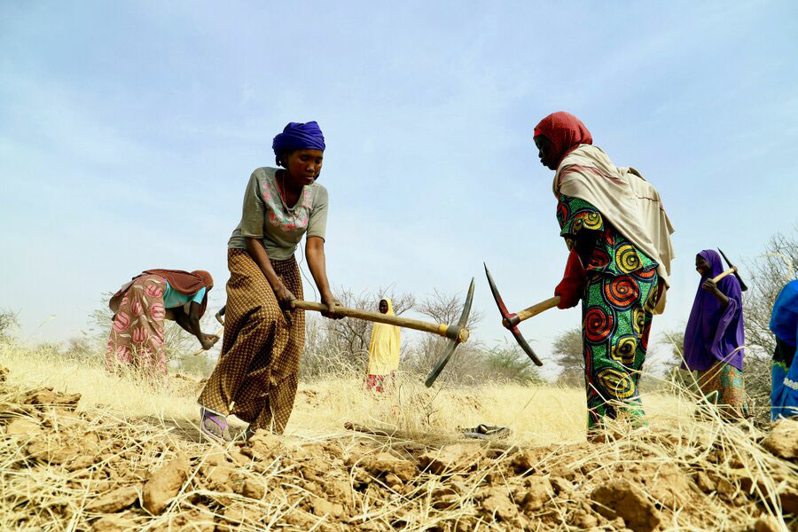 تعمل النساء في مشروع برنامج الأغذية العالمي لإعادة تأهيل الأراضي في النيجر ، والذي يشجع على إعادة التشجير ويقدم منتجات مثل الأعلاف التي يمكن للمشاركين بيعها.