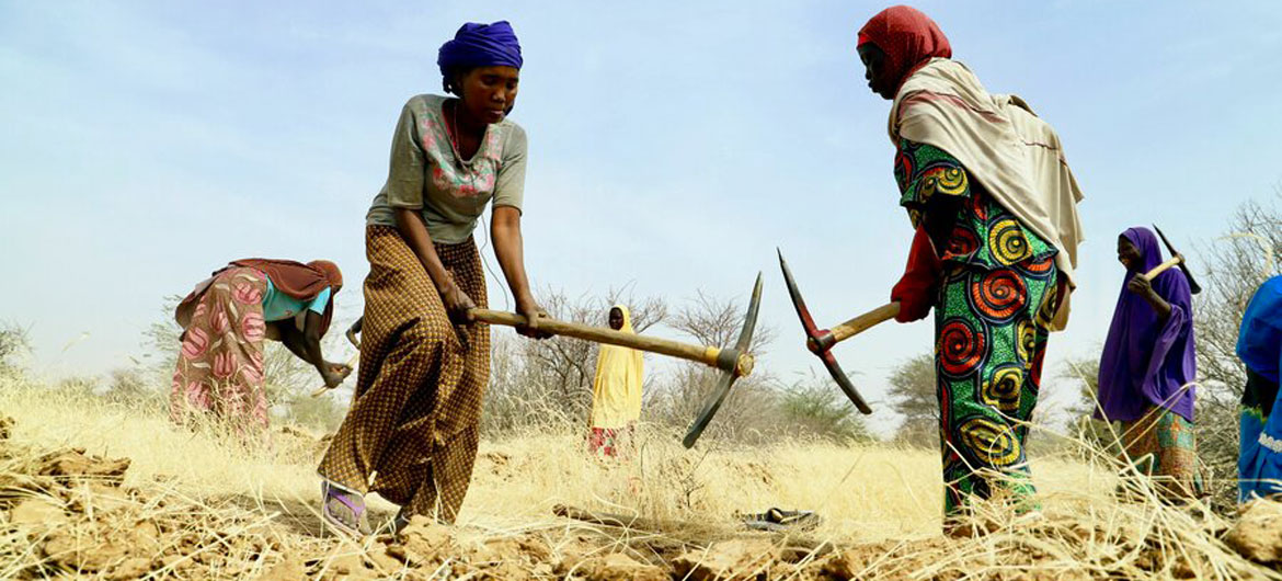 尼日尔妇女参与世界粮食计划署的土地恢复项目。
