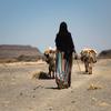 Climate change in Ethiopia is forcing displacement and competition over limited resources.