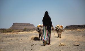 Climate change in Ethiopia is forcing displacement and competition over limited resources.