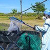 La FAO proporciona formación en acuicultura a hombres y mujeres desplazados para que puedan criar peces para su propio consumo y para la venta.
