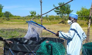 FAO has provided aquaculture training to displaced men and women so they can breed fish for their own consumption and for sale.