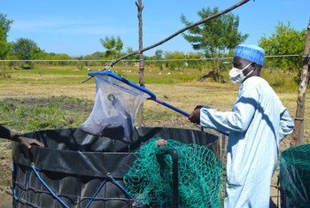 La FAO proporciona formación en acuicultura a hombres y mujeres desplazados para que puedan criar peces para su propio consumo y para la venta.