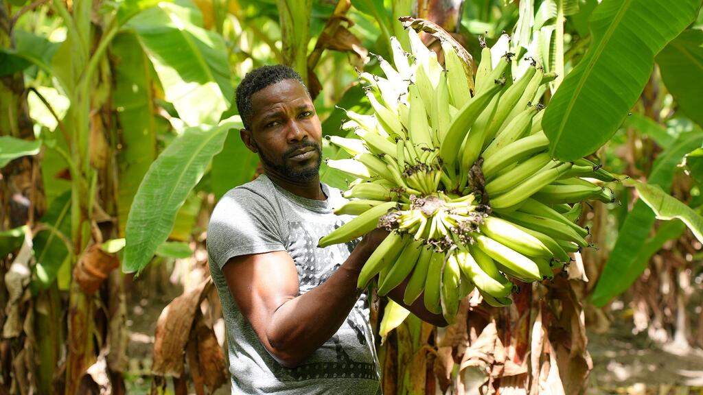A farmer in Gonaives, Haiti shows his plantain crop.