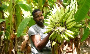 Iler Cambronne, a Haitian banana-plantain grower, stands in his plantation holding a large bunch of green plantains. He is a participant in WFP's Home-Grown School Meals Programme in Haiti.