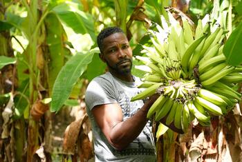 Iler Cambronne, a Haitian banana-plantain grower, stands in his plantation holding a large bunch of green plantains. He is a participant in WFP's Home-Grown School Meals Programme in Haiti.
