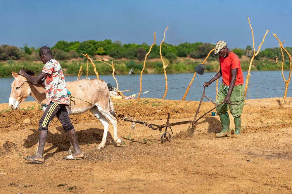 Two men plowing a field with a donkey in Mauritania.
