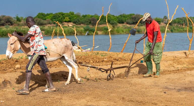मॉरिटानिया में दो पुरुष एक गधे के साथ खेत की खेती कर रहे हैं।