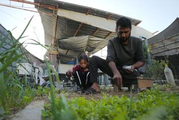 Mohammad, un père déplacé à Gaza, s'occupe de son potager à côté de son abri avec sa fille.