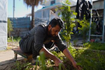 A man with a prosthetic leg tends to a vegetable garden beside a temporary shelter in Gaza.