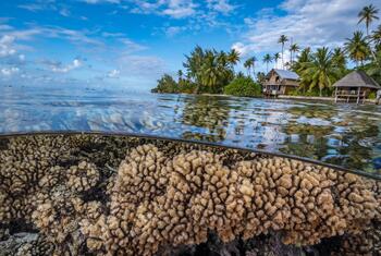 Vue en coupe montrant un récif corallien vibrant sous l'eau et une île tropicale polynésienne avec des palmiers et des bungalows sur pilotis au-dessus de l'eau.