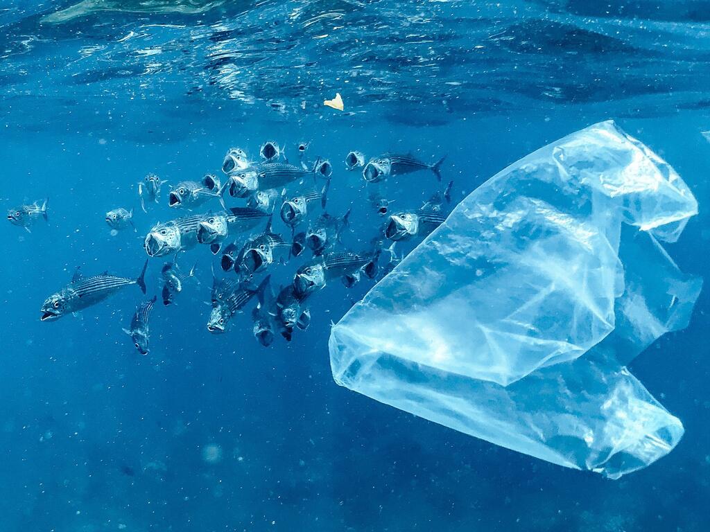 A shoal of Striped Mackerel fish swims near a piece of floating plastic in the ocean.