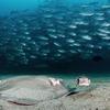 A Diamond Stingray and a one-eyed Porcupine fish search for a meal in the sand as hundreds of Big Eye Jacks school behind them. 