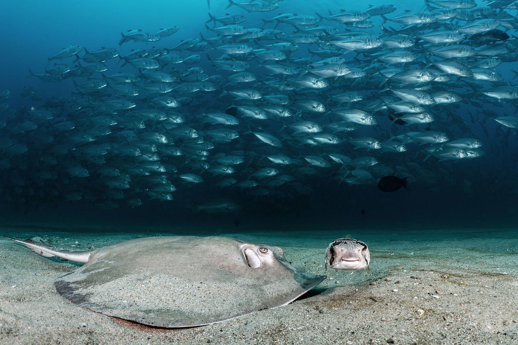 Una raya diamante y un pez puercoespín de un solo ojo buscan comida en la arena mientras cientos de jureles de ojo grande se agrupan detrás de ellos.