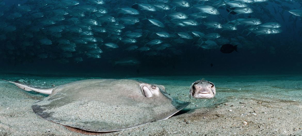 A Diamond Stingray and a one-eyed Porcupine fish search for a meal in the sand as hundreds of Big Eye Jacks school behind them. 