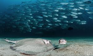 A Diamond Stingray and a one-eyed Porcupine fish search for a meal in the sand as hundreds of Big Eye Jacks school behind them. 