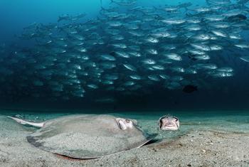 A Diamond Stingray and a one-eyed Porcupine fish search for a meal in the sand as hundreds of Big Eye Jacks school behind them. 