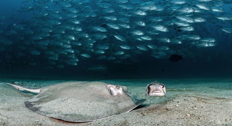 A Diamond Stingray and a one-eyed Porcupine fish search for a meal in the sand as hundreds of Big Eye Jacks school behind them. 