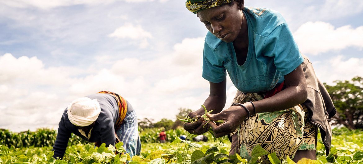 肯尼亚的妇女正在收获四季豆。
