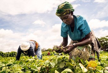 Des femmes récoltent des haricots verts dans une ferme à Taveta, au Kenya.