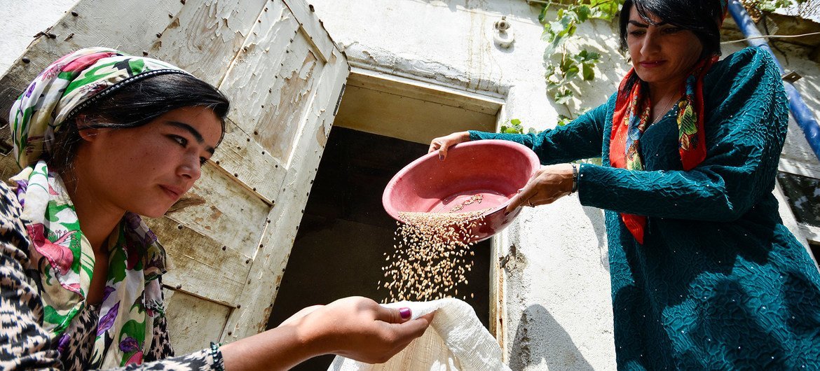 Women farmers harvest grains in Gisar, Tajikstan.