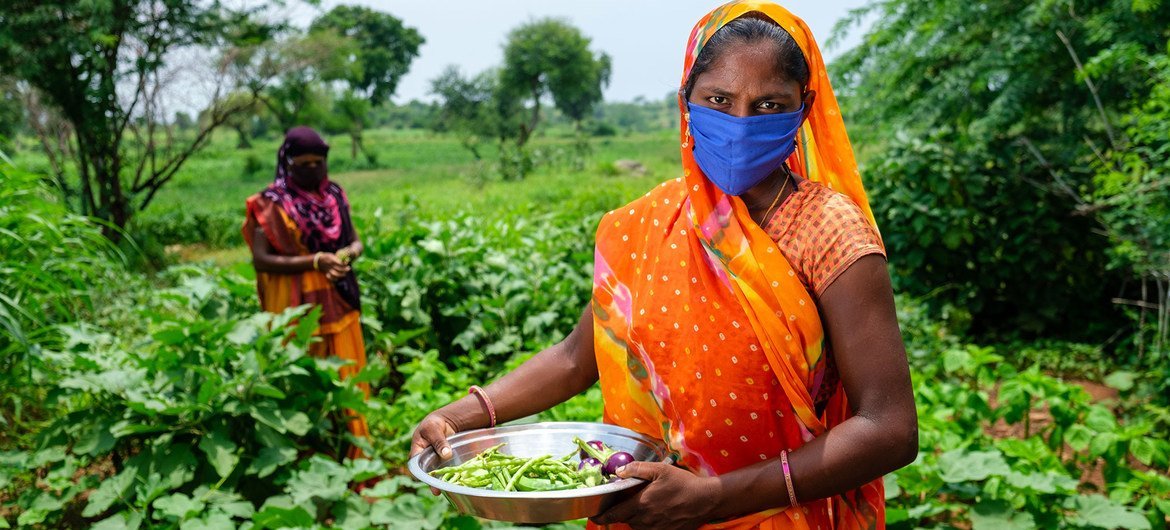 Mujeres cultivando hortalizas en una granja de la India como parte de un programa de desarrollo rural apoyado por UNICEF.