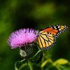 A monarch butterfly collects nectar from a thistle plant.