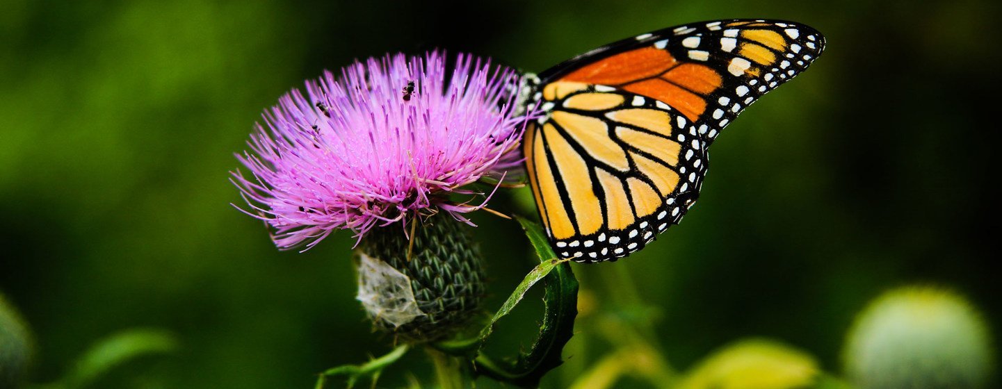 Una mariposa monarca recoge néctar de una planta de cardo.