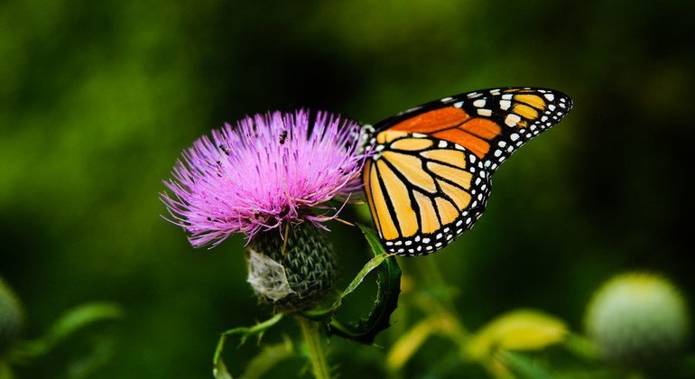 Una mariposa monarca recoge néctar de una planta de cardo.