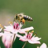 Les abeilles jouent un rôle essentiel pour les plantes.