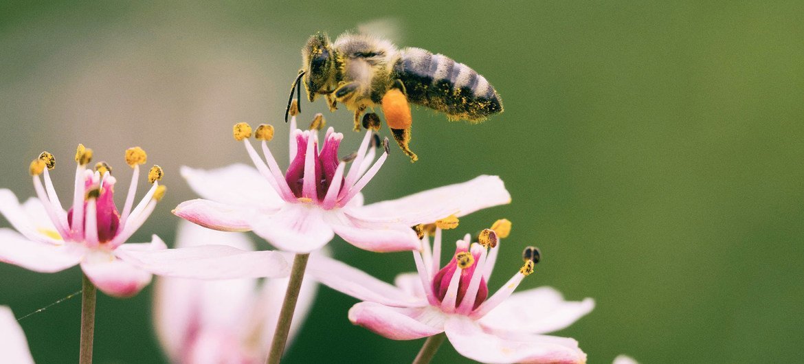 Вызванные изменением климата мутации пыльцы и спор могут привести к росту аллергических заболеваний. 