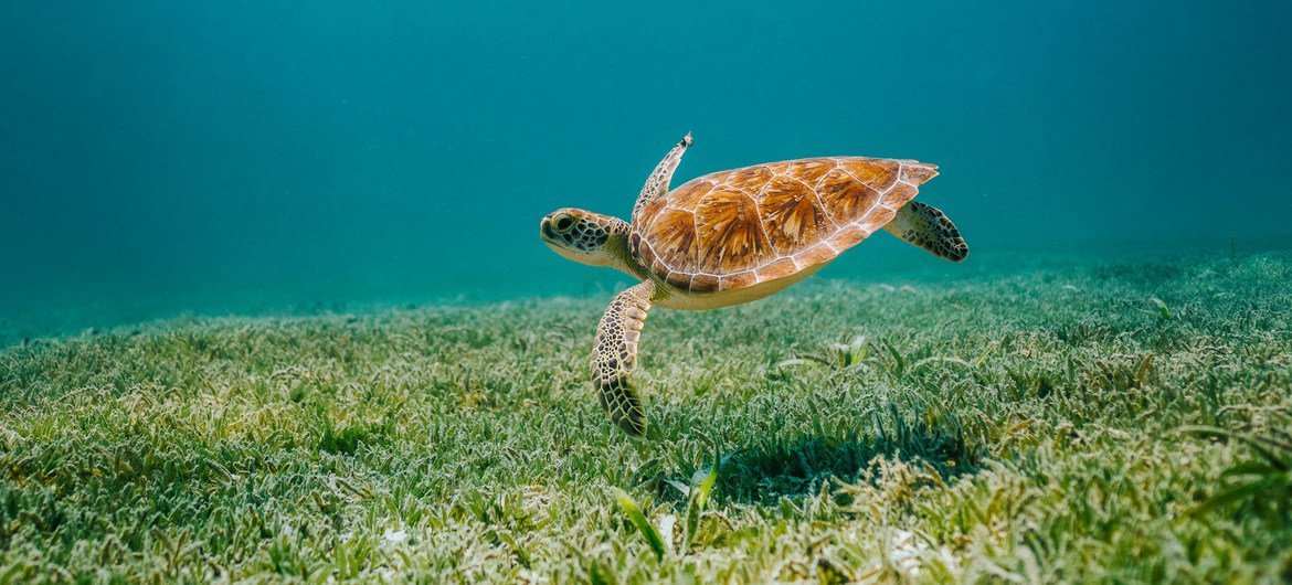 A sea turtle swims through the waters of Aruba in the Caribbean.