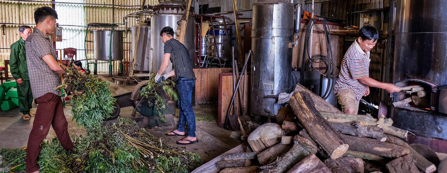 Au Viet Nam, de nombreuses personnes utilisent la médecine traditionnelle pour se soigner et 90 % des ingrédients actifs proviennent des forêts.