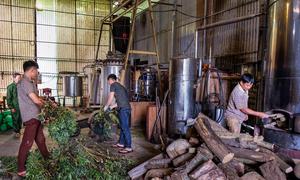 In Viet Nam, many people use traditional medicine for healing, and 90 percent of active ingredients come from forests.