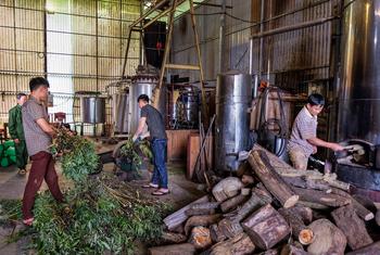 Au Viet Nam, de nombreuses personnes utilisent la médecine traditionnelle pour se soigner et 90 % des ingrédients actifs proviennent des forêts.