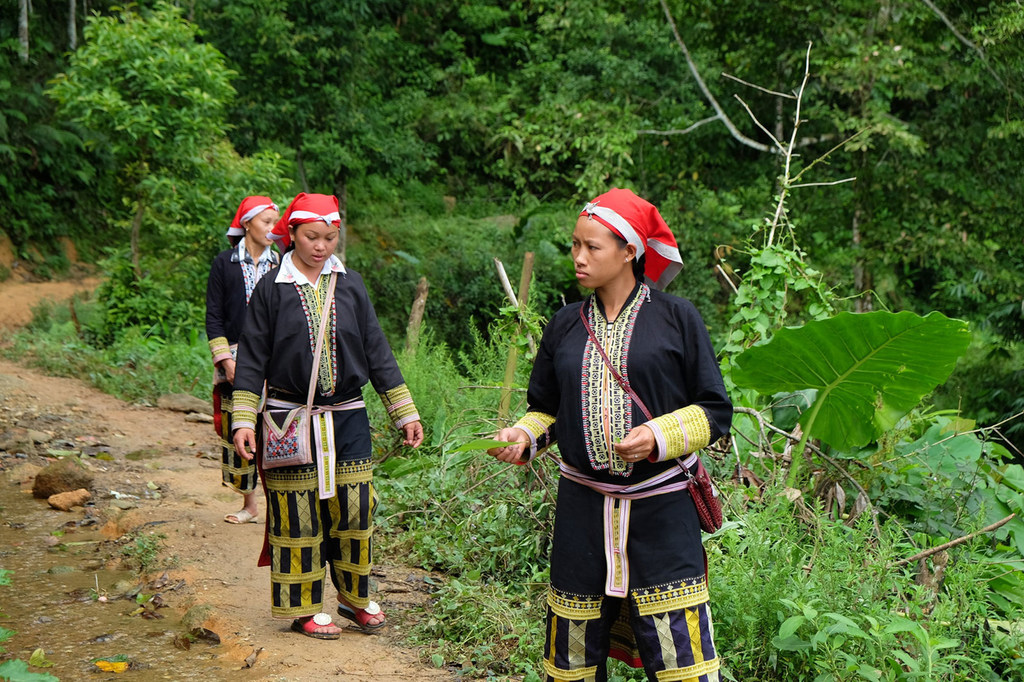 Members of the ethnic Dao minority in Lao Cai Province, Viet Nam, go into the forest to pick and gather medicinal herbs and plants.