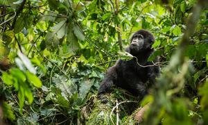 During the last couple of decades, the mountain gorilla population in Bwindi Impenetrable National Park in Uganda has steadily increased to more than 400.