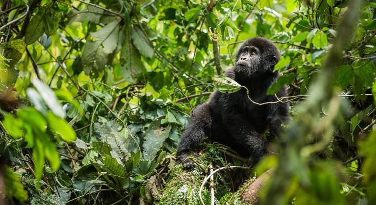 Durante los últimos 20 años,  la población de gorilas de montaña en el Parque Nacional Impenetrable de Bwindi siga incrementando de manera constante.