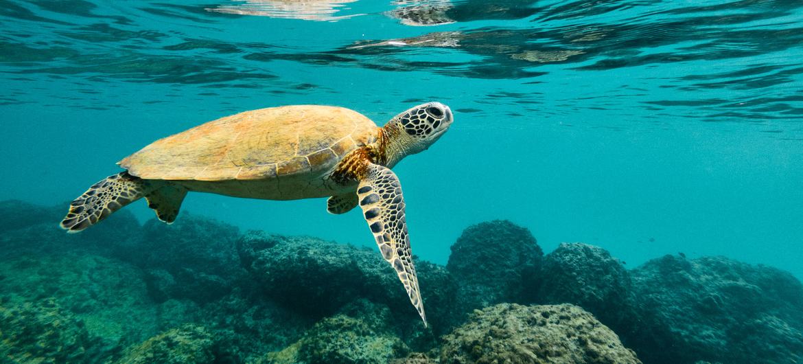 Vulnerable to the escalating ocean temperatures caused by climate change, sea turtles face a heightened risk in their natural habitats.