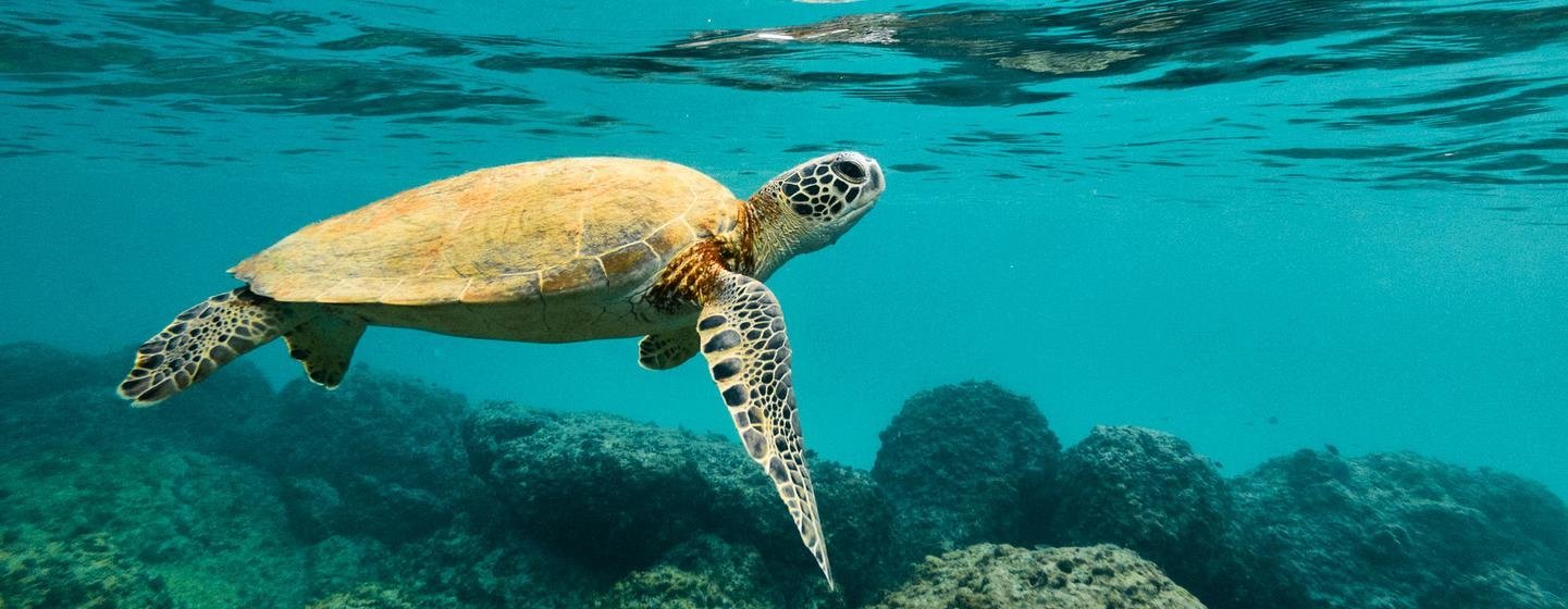 Vulnérables face à l'augmentation de la température des océans causée par le changement climatique, les tortues de mer sont confrontées à un risque accru dans leurs habitats naturels.