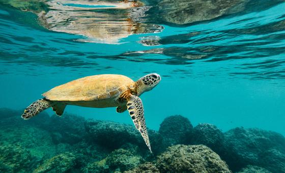 Vulnerables al aumento de las temperaturas oceánicas provocada por el cambio climático, las tortugas marinas se enfrentan a un mayor riesgo en sus hábitats naturales.