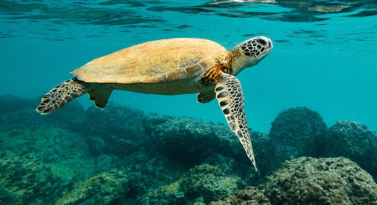 Vulnerables al aumento de las temperaturas oceánicas provocada por el cambio climático, las tortugas marinas se enfrentan a un mayor riesgo en sus hábitats naturales.