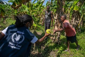 Apicultura ajuda na recuperação econômica no Haiti