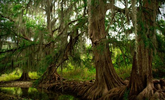 Forêts saines, planète saine, êtres humains en bonne santé