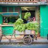 Vendedores callejeros en La Habana, Cuba, cargan un carrito triciclo con grandes racimos de plátanos verdes frente a una tienda de color turquesa.