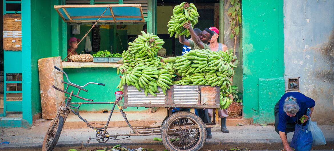 Vendedores callejeros en La Habana, Cuba, cargan un carrito triciclo con grandes racimos de plátanos verdes frente a una tienda de color turquesa.